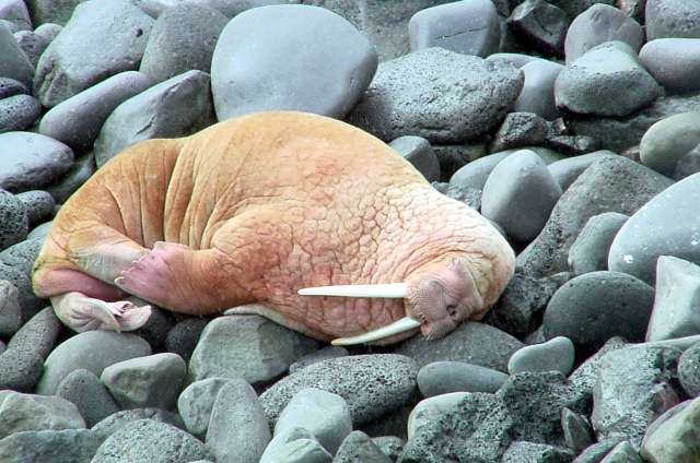 Walrus on Beach, St. Paul, Alaska